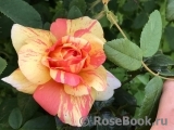 Rose La Rose des Impressionnistes Rose La Rose des Impressionnistes