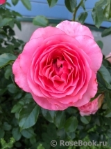 Pink Abundance Pink Abundance