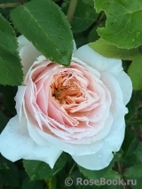 English Garden® English Garden®
