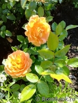 Goldelse