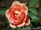 Lady of Shalott Lady of Shalott