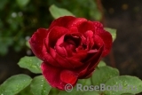 Darcey Bussell Darcey Bussell