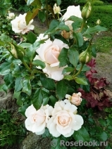 Chandos Beauty Chandos Beauty