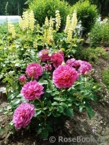 Princess Anne Princess Anne