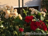 Chandos Beauty Chandos Beauty