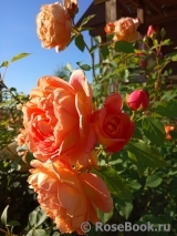 Lady of Shalott Lady of Shalott