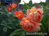 Lady of Shalott Lady of Shalott