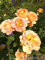 Lady of Shalott Lady of Shalott