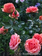 Ashram Ashram