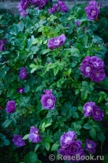 Rhapsody in Blue Rhapsody in Blue