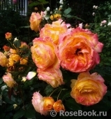 Gartenspass ® Gartenspass ®