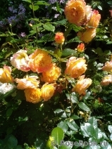 Gartenspass ® Gartenspass ®