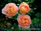 Lady of Shalott Lady of Shalott