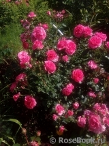 Rosarium Uetersen Rosarium Uetersen