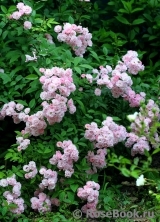 Heavenly Pink Heavenly Pink