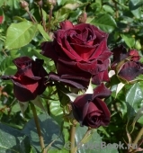 Black Baccara