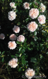 Garden of Roses Garden of Roses