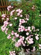Heavenly Pink Heavenly Pink