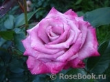 Moody Blues! ® Moody Blues! ®