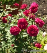 Darcey Bussell Darcey Bussell