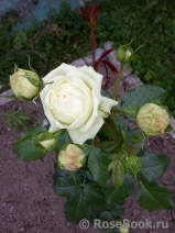 Wedding Piano ® Wedding Piano ®