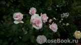 A Whiter Shade Of Pale A Whiter Shade Of Pale
