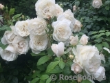 Marie Antoinette 
