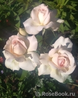 Chandos Beauty Chandos Beauty