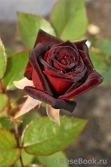 Black Baccara Black Baccara