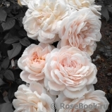 Lions Rose Lions Rose