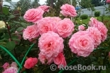 Tickled Pink Tickled Pink