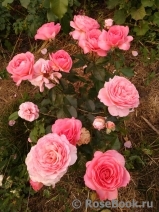 Pink Abundance Pink Abundance