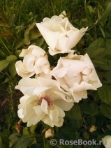Jacqueline du Pre Jacqueline du Pre