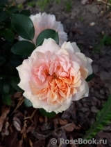 Garden of Roses Garden of Roses