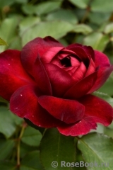 Darcey Bussell Darcey Bussell