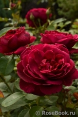 Darcey Bussell Darcey Bussell