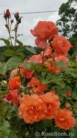 Westerland Westerland