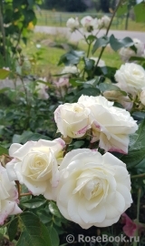 Alabaster Alabaster