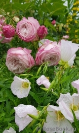 Kordes' Rosenfaszination ® Kordes' Rosenfaszination ®