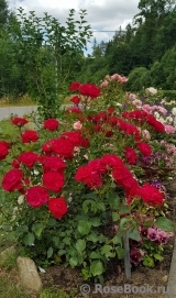 Kordes' Rose Bordeaux ® Kordes' Rose Bordeaux ®
