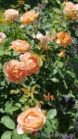 Lady of Shalott Lady of Shalott