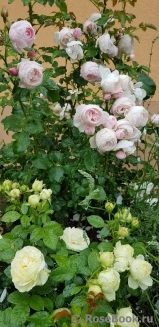 Hans Gonewein Rose Hans Gonewein Rose