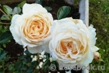 Cream Abundance Cream Abundance