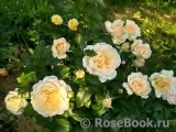 Chandos Beauty Chandos Beauty