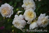Crocus Rose® Crocus Rose®