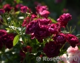 Burgundy Ice Burgundy Ice