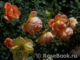 Lady of Shalott Lady of Shalott