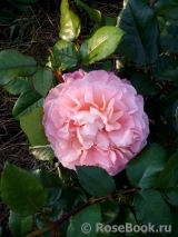 Augusta Luise Augusta Luise