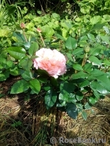 Augusta Luise Augusta Luise