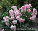 Home & Garden Home & Garden